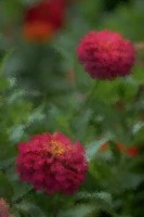 Puzzle aus eigenen foto